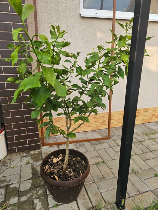 Lamai altoit 1.4 metri