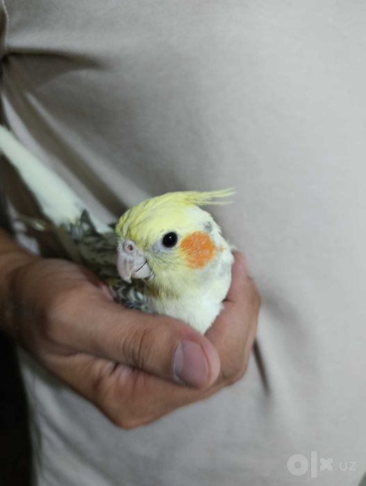 Попугайчики Корелла
