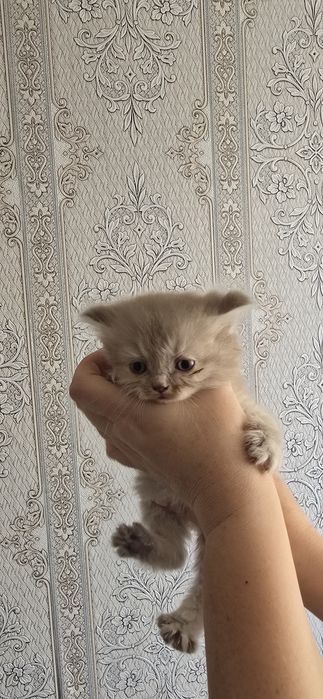 Продам веслоухих котят