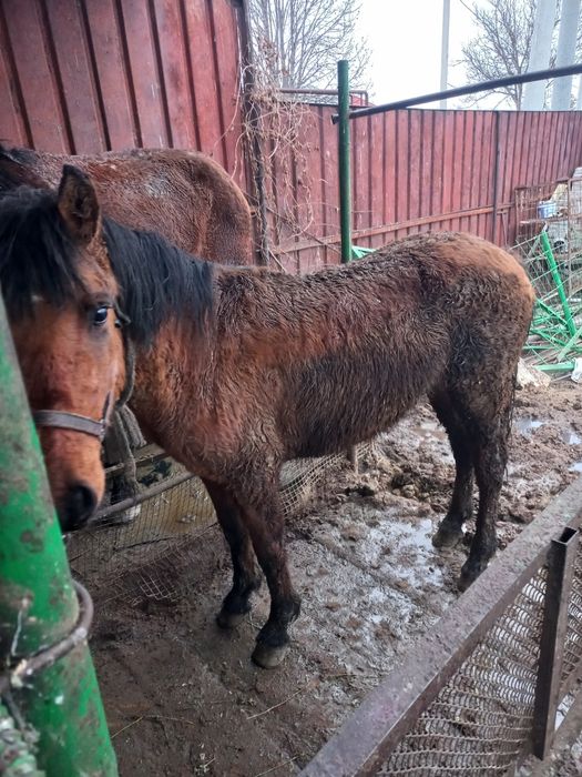 Продаётся тай полторашка.