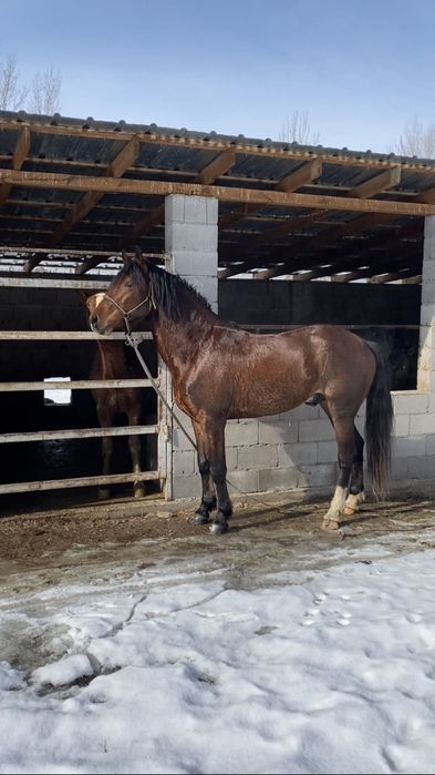 СРОЧНО!!!Полукровка Англичанин