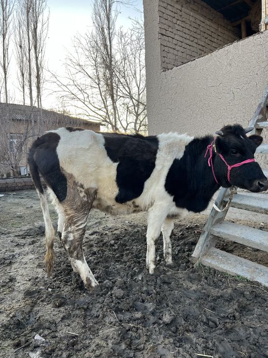 Ona bola sigir bolasi urgʻochi 20mln kami bor