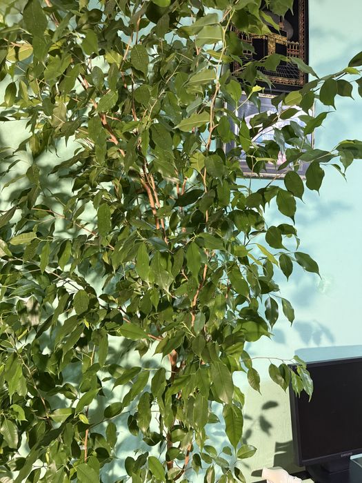 Фикус Бенджамина