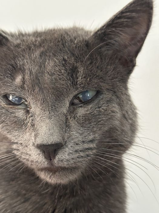 срочно отдаю травмированный кота бесплатно