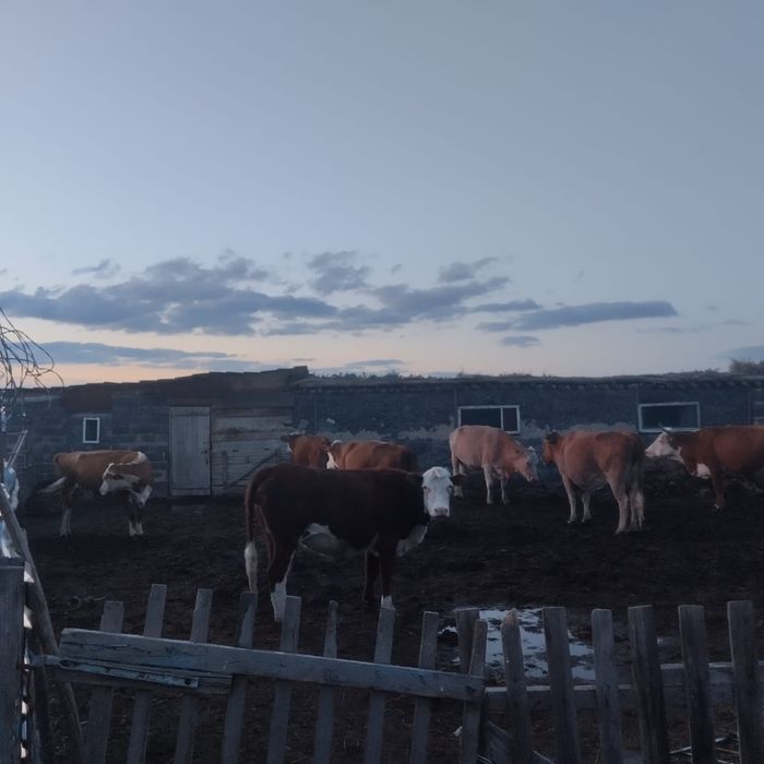 Продам частный 4комнатный большой дом.Находится село Булак.Имеется бол - Widok 4