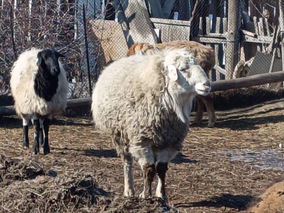 Қошқар  сатылады