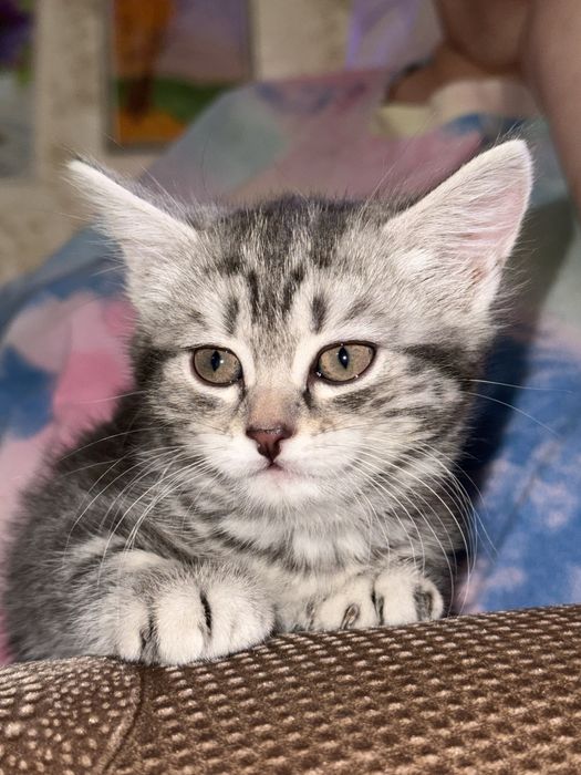 Отдам котенка в добрые руки