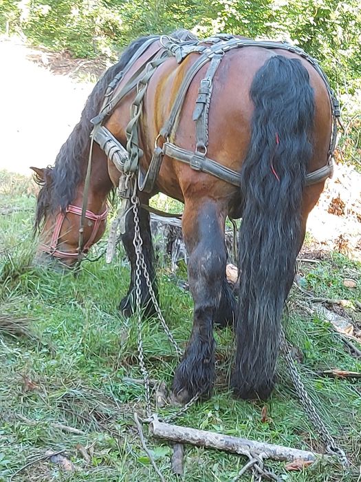 Vând armăsar greu