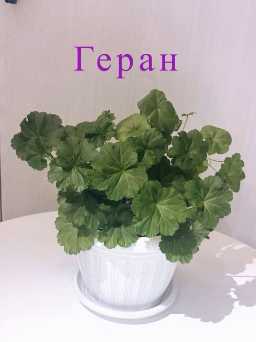 Домашние красивые  растения