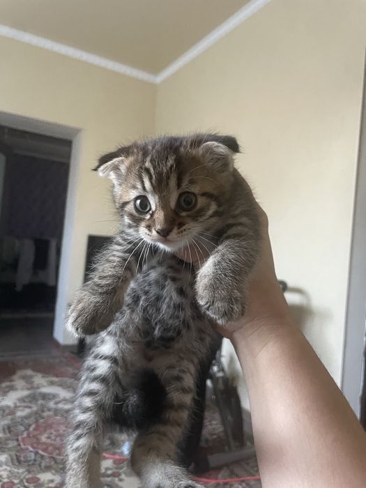 Отдам котенки. Бесплатно!