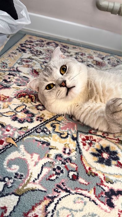 Шотландский вислоухий кот