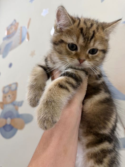 Марғаулар өз үйлерін іздейді.