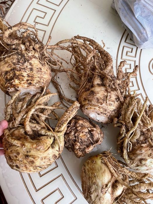 Корень сельдерей