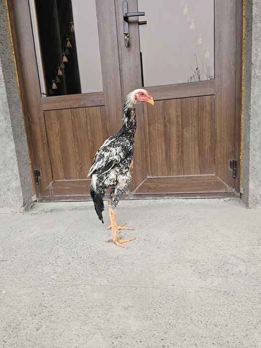 Juja sotiladi qoni toza ota onasi chempion bolalari