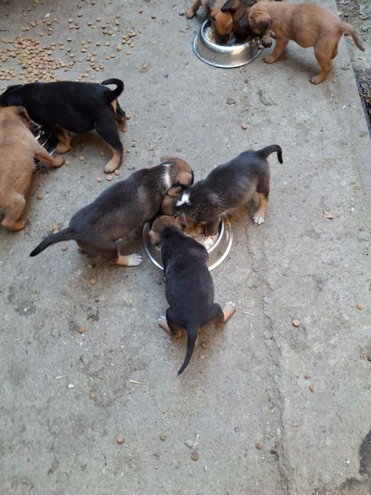 Donez căței  talie mijlocie metis