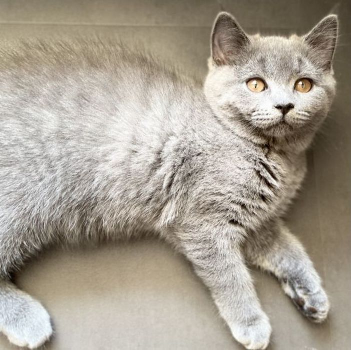British shorthair 2 luni