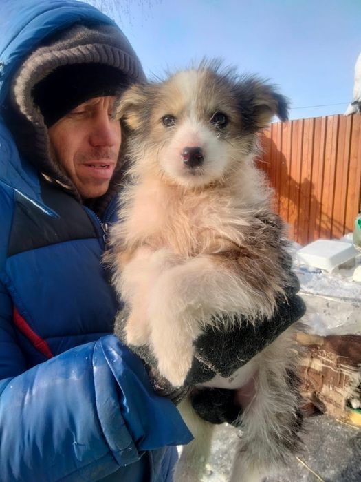 Отдам щенка в добрые руки