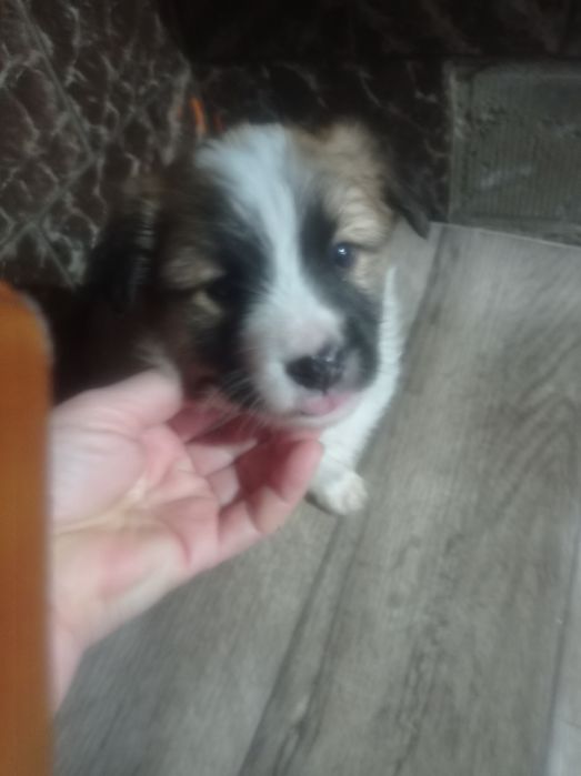 Отдам маленьких щенков