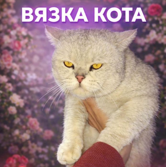 Премиум серебристая шиншила,вязка, Жуфтлашишга сотилмидии