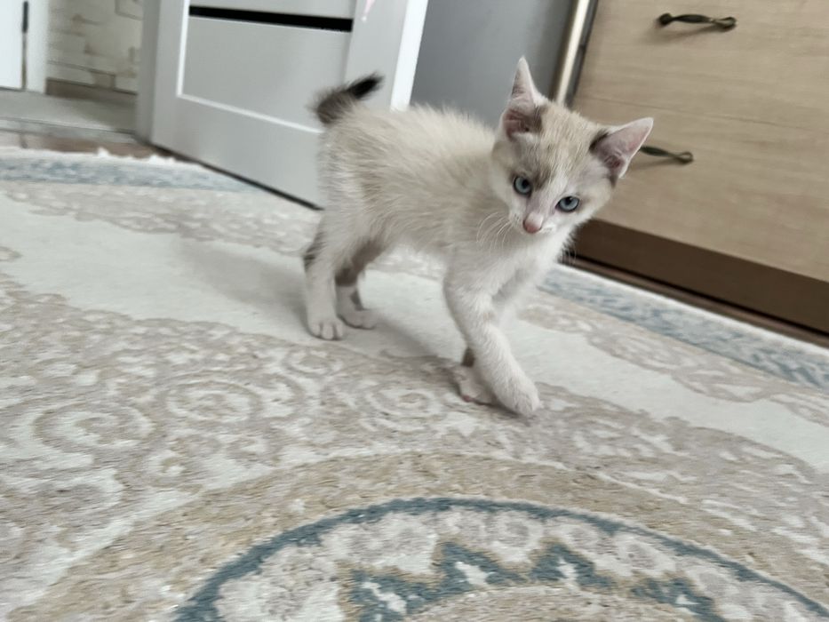 Отдам котенка ( мальчик)
