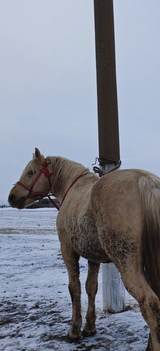 Продам мощного жеребца