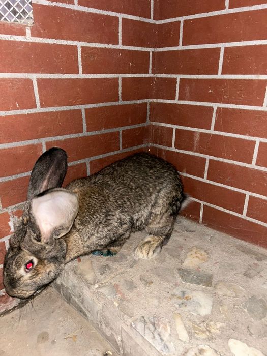 Продам крола Фландер.