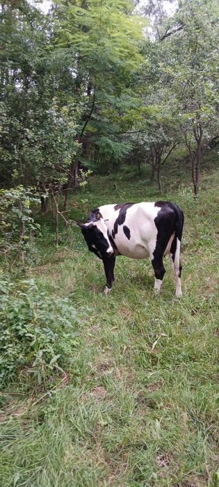 Juninca holstein