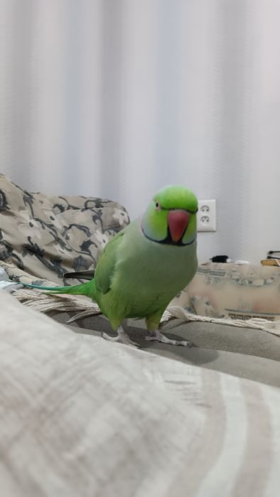 Продам самца ажерелового попугая с клеткой