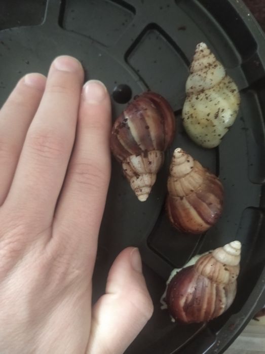 Ахатины разного размера.