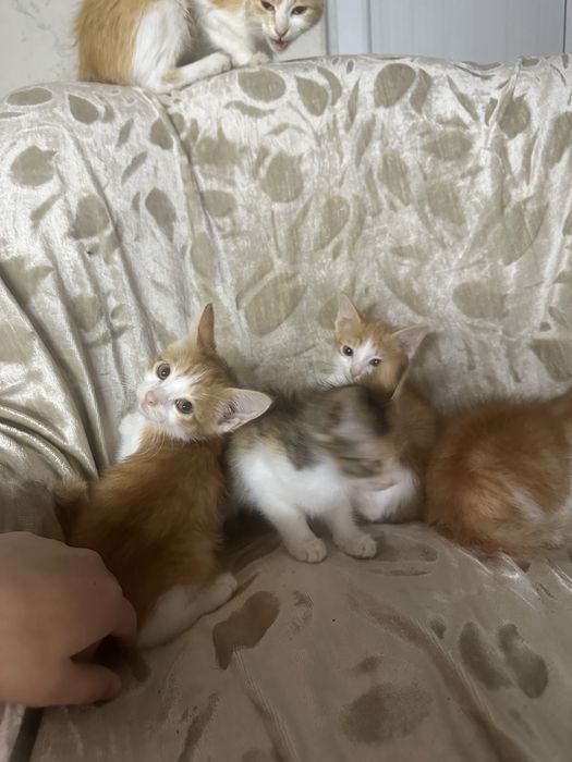 Отдам котят в хорошие руки