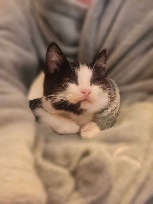 Давам черно-бяло котенце в добри ръце.