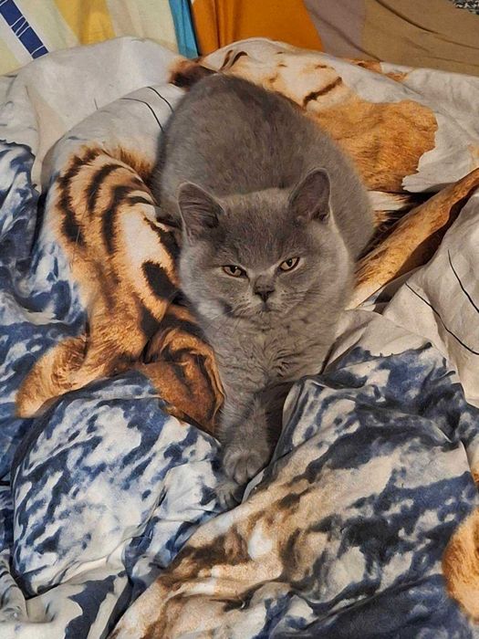 Британски сини късокосмести котенца