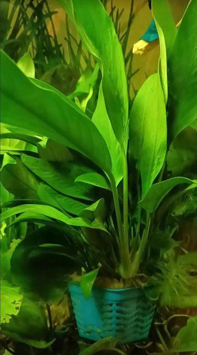 Аквариумные растения. Анубиас