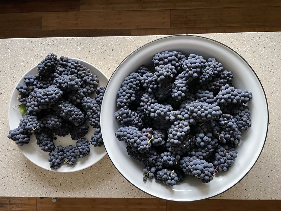 Срочно! Элитные сорта виноград.