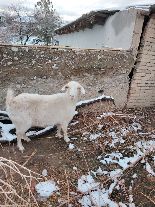 Продам русскую казу