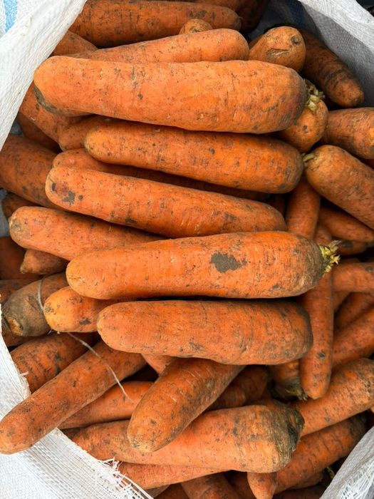 Морковь  оптом от 20 тонн