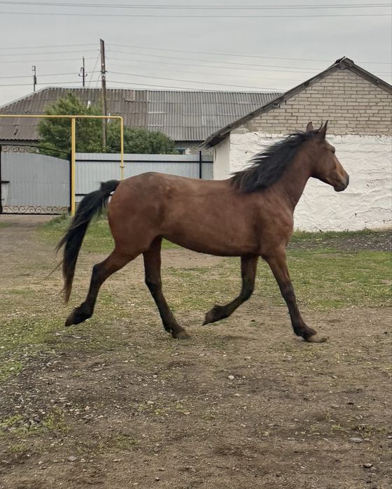 Лошадь с откорма