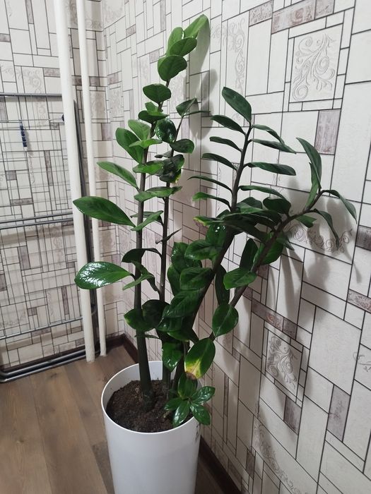 Zamiakulkas. Замиакулькас.