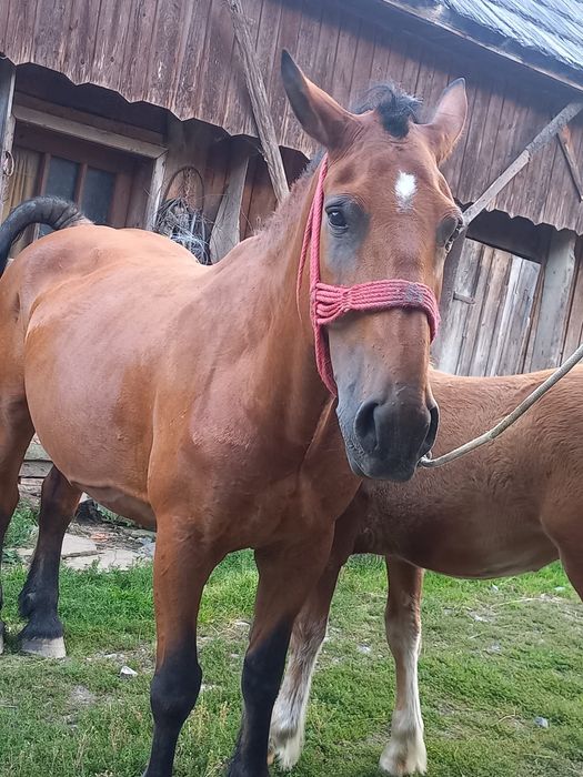 Iapă de 10 ani disponibilă