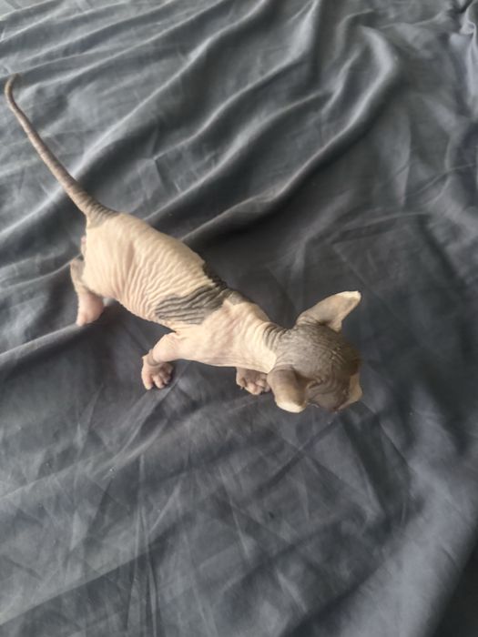 Котята канадского свинкса