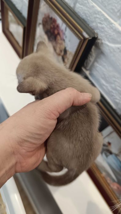 Шикарный котенок европейской бурмы
