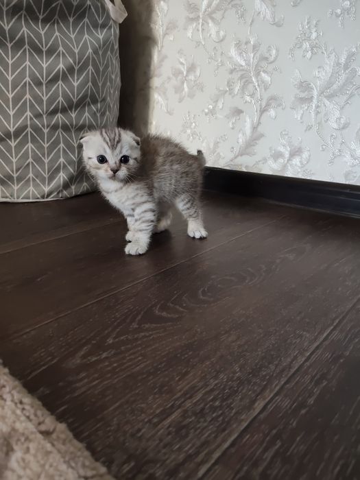 Продаются котята британцы