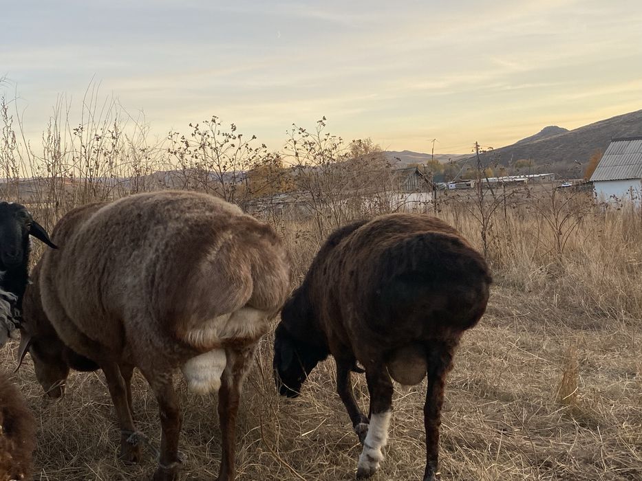 Продам Қошқаров порода Гисар.