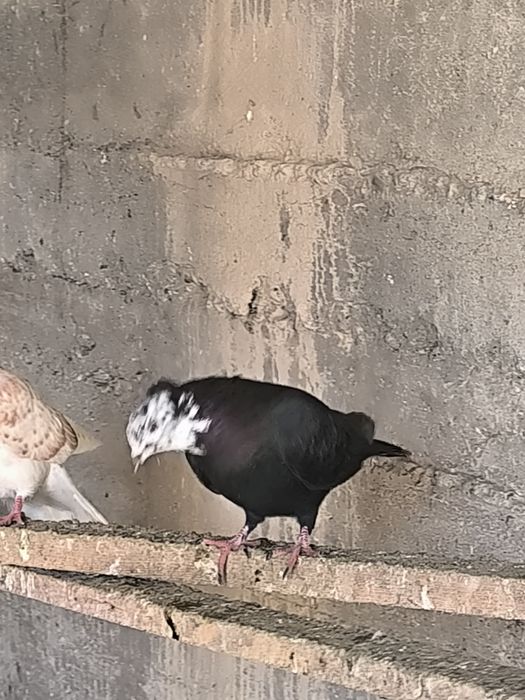 Продаются голуби