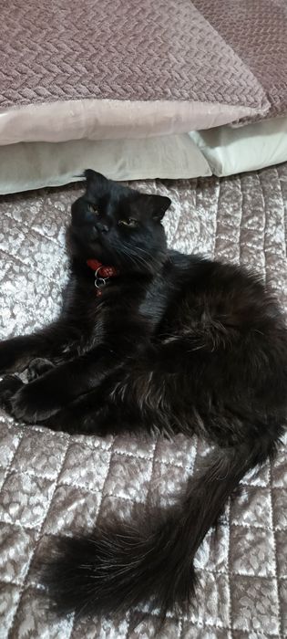 Qizlarni olishda jinsiy aloqa korinadi