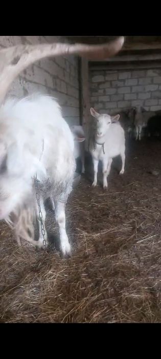 Коза. Заанен ешкі