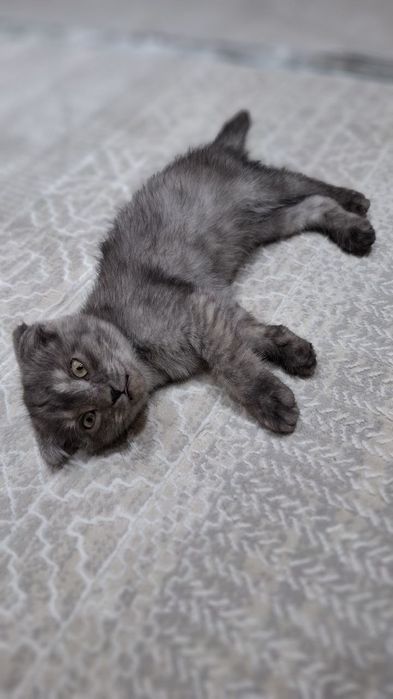 Zotli mushuk sotiladi 800000 ming divoman Narsalari bilan beraman