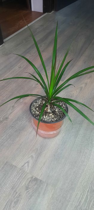 .фикусы юкка шефлера