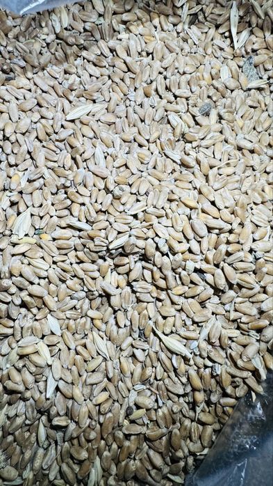 Ячмень семенной чистый