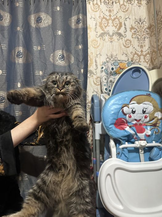 Haylend fold  sotiladi